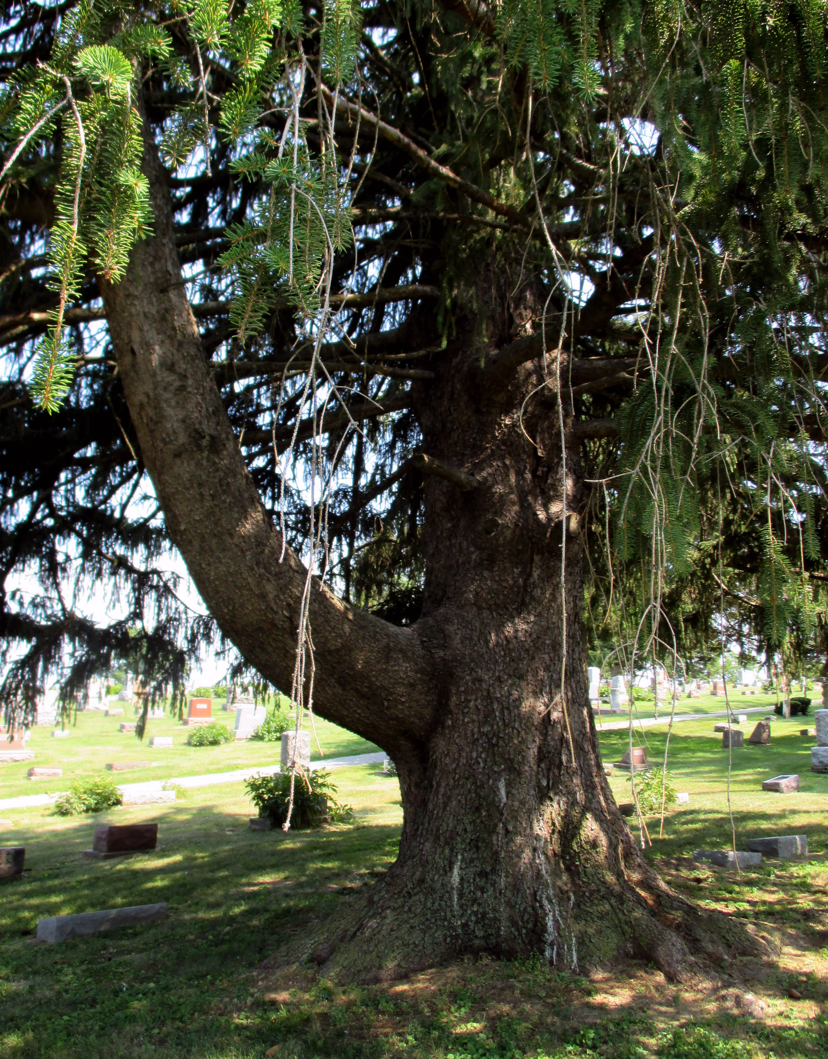 Norway spruce Blunk, Evergreen Cemetery
